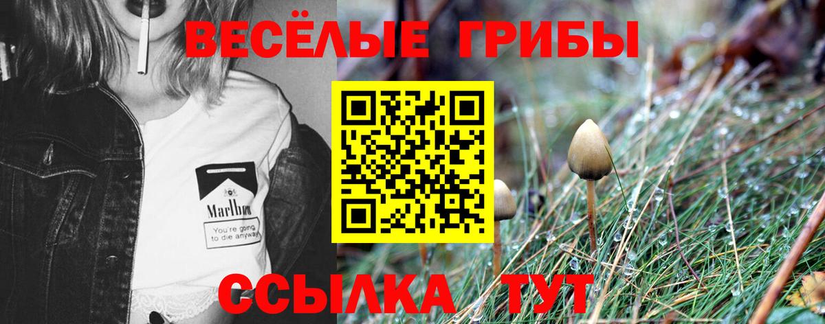 Галлюциногенные грибы Psilocybe Каменск-Уральский